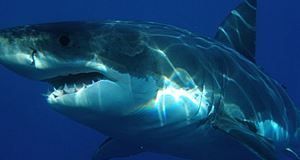 Vacances extrêmes, un requin blanc happe la cage d'une plongeuse